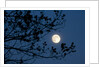 Full Moon in Winter by Anonymous