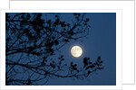 Full Moon in Winter by Anonymous