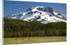 Deer Feeding in Meadow at Foot of South Sister by Anonymous
