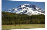 Deer Feeding in Meadow at Foot of South Sister by Anonymous