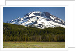 Deer Feeding in Meadow at Foot of South Sister by Anonymous