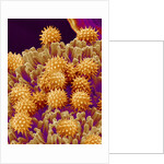 Pollen on Pistil of Cosmos by Anonymous