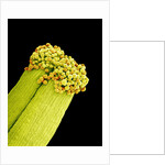 Pollen on Pistil of Pieris Japonica by Anonymous