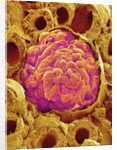 Glomerulus from Rat Kidney by Anonymous