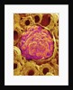 Glomerulus from Rat Kidney by Anonymous