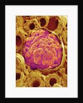 Glomerulus from Rat Kidney by Anonymous