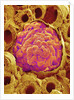 Glomerulus from Rat Kidney by Anonymous