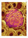 Glomerulus from Rat Kidney by Anonymous