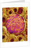 Glomerulus from Rat Kidney by Anonymous