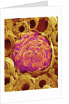 Glomerulus from Rat Kidney by Anonymous