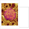 Glomerulus from Rat Kidney by Anonymous