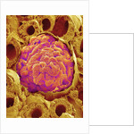 Glomerulus from Rat Kidney by Anonymous