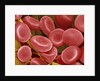 Human Red Blood Cells by Anonymous