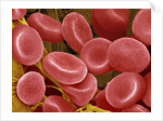 Human Red Blood Cells by Anonymous