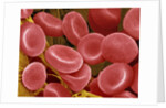 Human Red Blood Cells by Anonymous