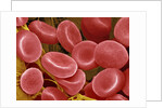 Human Red Blood Cells by Anonymous