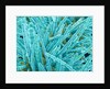 Marine Diatom by Anonymous