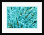 Marine Diatom by Anonymous