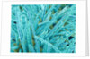 Marine Diatom by Anonymous