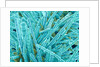 Marine Diatom by Anonymous