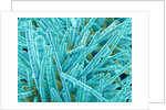 Marine Diatom by Anonymous