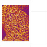 Blood Vessel Cast from Rat Colon by Anonymous