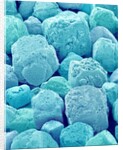 Table Salt by Anonymous