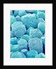 Table Salt by Anonymous