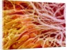 Sperm in Testis of a Rat by Anonymous