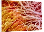 Sperm in Testis of a Rat by Anonymous