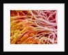 Sperm in Testis of a Rat by Anonymous