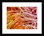 Sperm in Testis of a Rat by Anonymous