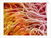 Sperm in Testis of a Rat by Anonymous