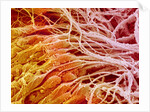 Sperm in Testis of a Rat by Anonymous