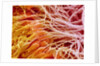 Sperm in Testis of a Rat by Anonymous