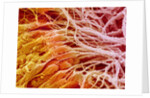 Sperm in Testis of a Rat by Anonymous