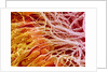 Sperm in Testis of a Rat by Anonymous