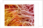 Sperm in Testis of a Rat by Anonymous