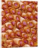 Sperm in Testis of a Rat by Anonymous