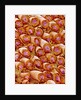 Sperm in Testis of a Rat by Anonymous