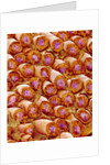 Sperm in Testis of a Rat by Anonymous