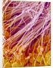Sperm in Testis of a Rat by Anonymous
