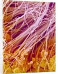 Sperm in Testis of a Rat by Anonymous