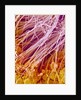 Sperm in Testis of a Rat by Anonymous
