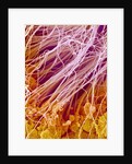 Sperm in Testis of a Rat by Anonymous