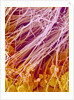 Sperm in Testis of a Rat by Anonymous