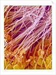Sperm in Testis of a Rat by Anonymous
