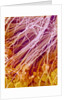 Sperm in Testis of a Rat by Anonymous
