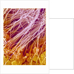 Sperm in Testis of a Rat by Anonymous