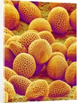 Lily Pollen by Anonymous